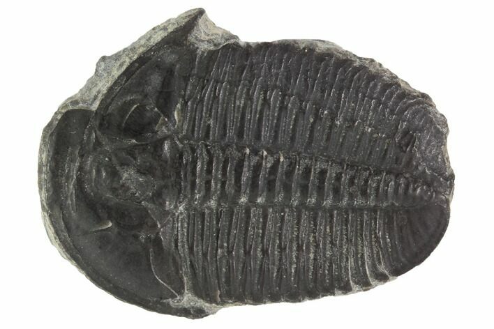 Large, Elrathia Trilobite Fossil - Utah #92143